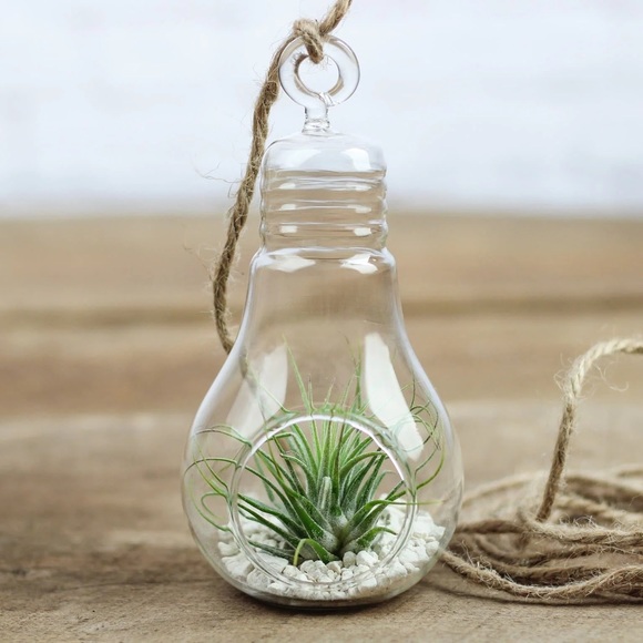 Brand New Hanging Glass Light Bulb Terrariums for Plants or Decor (Set of 2) - Picture 2 of 14
